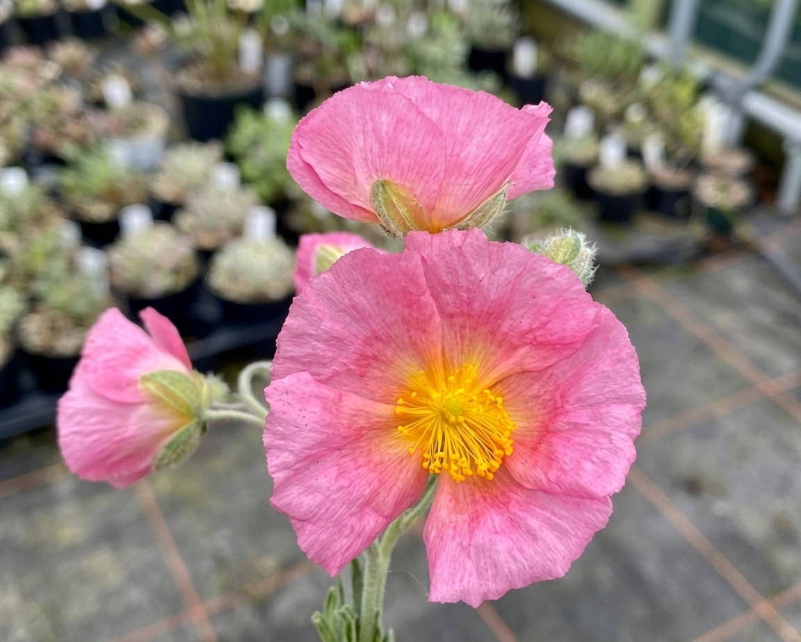 Helianthemum 'Wisley Pink'